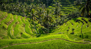 Les rizières en terrasses